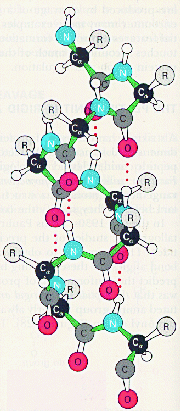 alpha helix