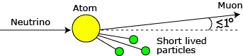 muon