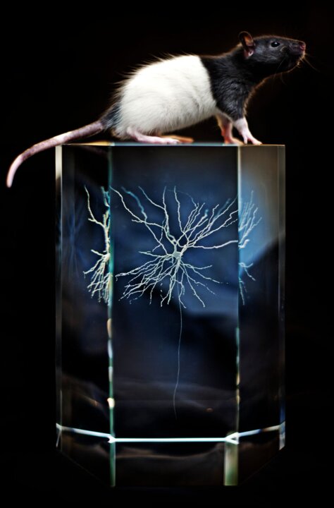 Neuron