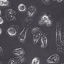 Immune System